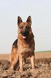 BERGER ALLEMAND 1343